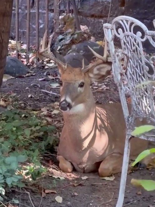 Deer in Hoboken